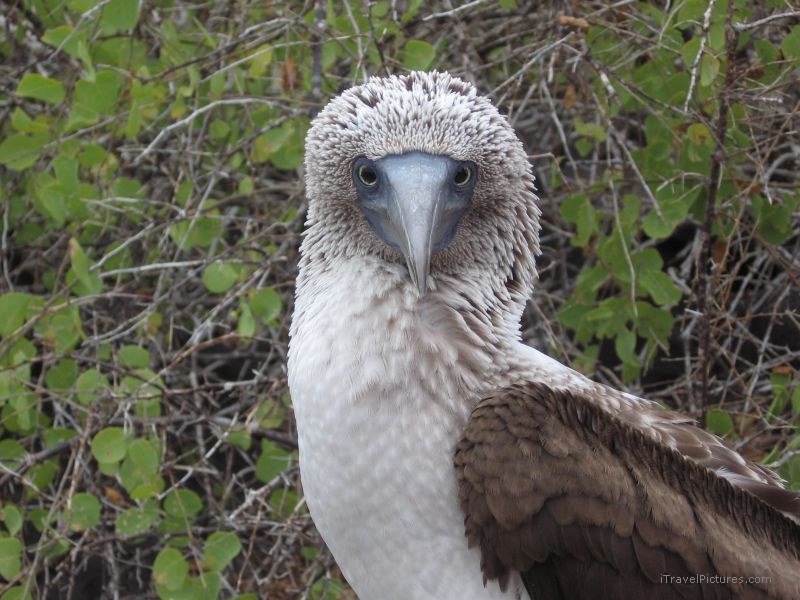 booby footed bird
